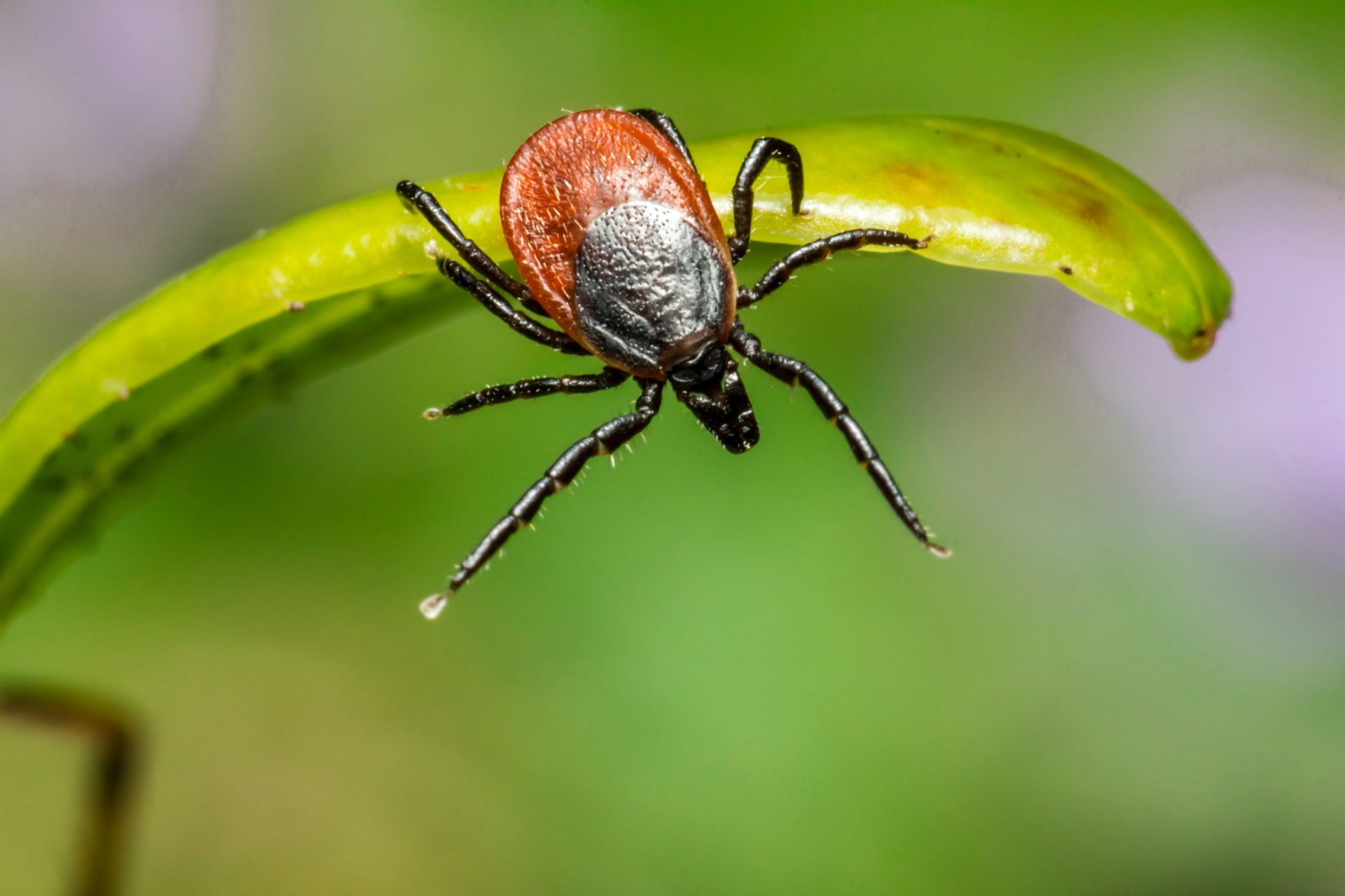 Tick Warning: Protect Yourself This Spring with These Tips